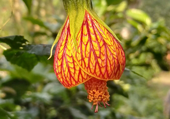 燈籠花的花朵就像小燈籠一樣，是一種草本植物花卉，常見的花色主要有紫色、紅色、以及白色等品種，看上去非常的嬌豔，觀賞價值極高.